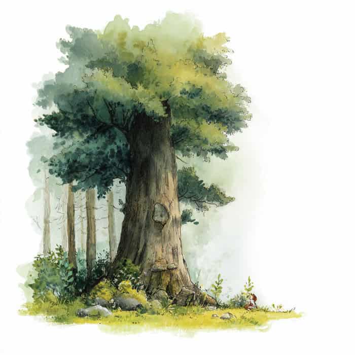 Tale at Night - How The Animals Saved A Tree